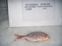 /album/dorade/dorade-3-4-jpg/